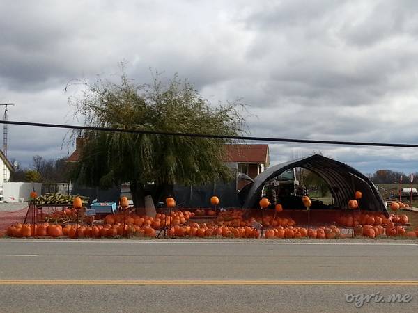 helloween-12-00-pumpkin-yard.jpg