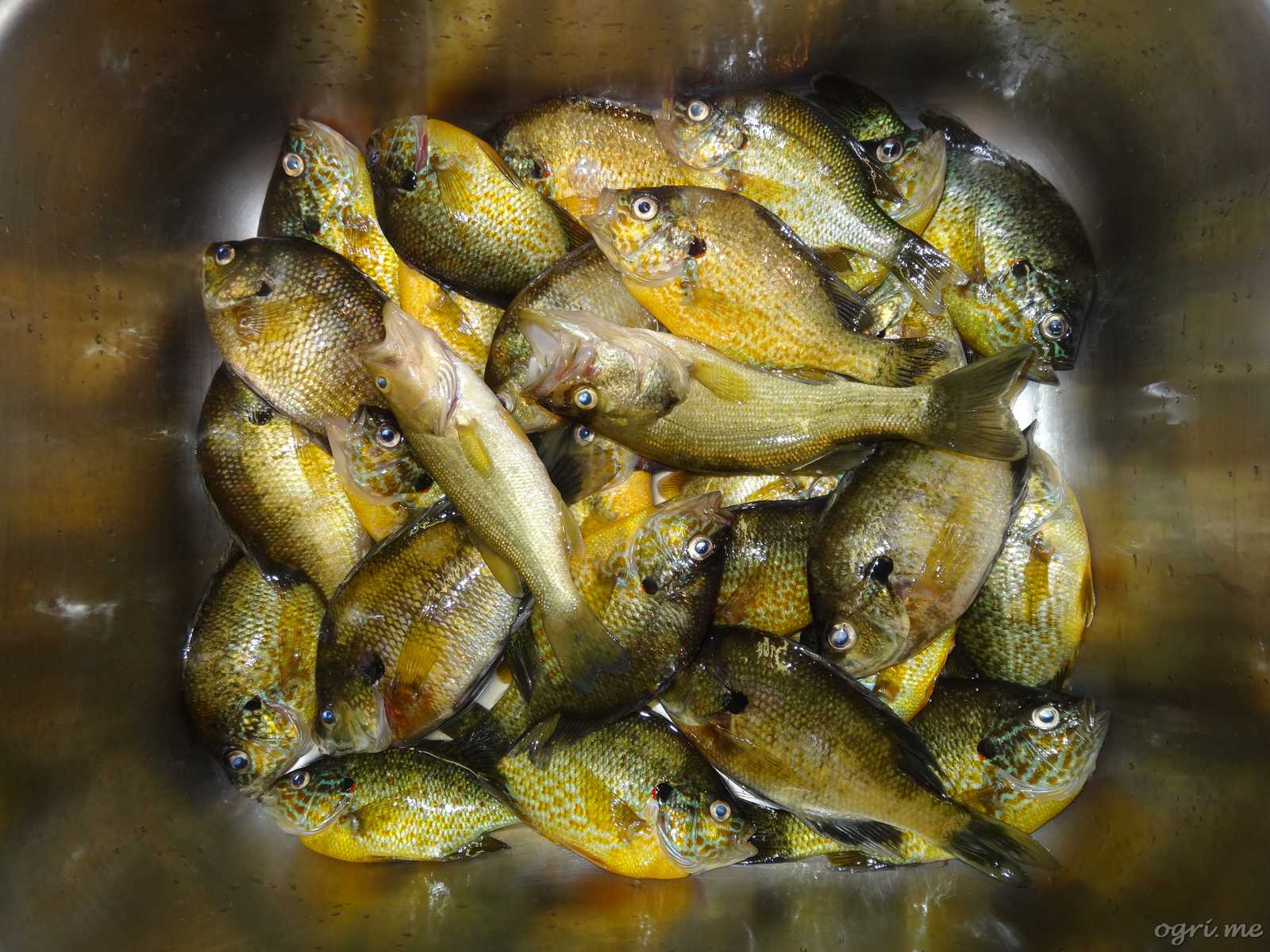 sunfishes-still-life.jpg