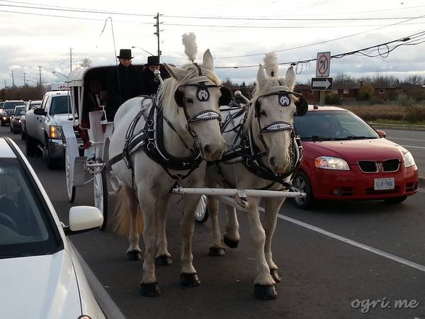 wedding-horses.jpg